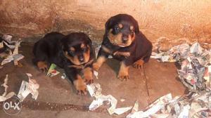 Heavy Rottweiler Male female puppy sell