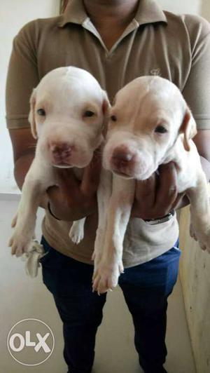 Heavy born pakistani bully puppies
