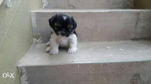 Hi this is pet quality female shihtzu puppy with