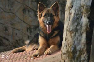 High quality German shepherd started mating at