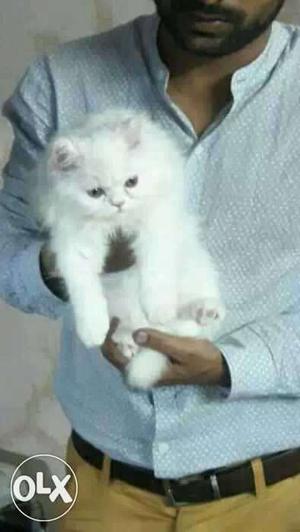 Highly pedigreed persian kittens available, male