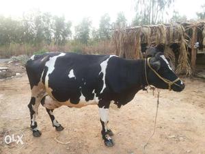 I am selling my cow for more details contact