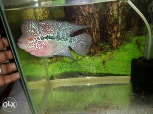 Imported flowerhorn... super active... price