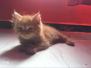 Its a persain cat male golden nd white colour