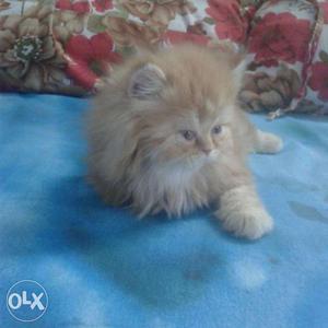 It's full punch face Persian cats. 2 months old.