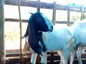 Jamunapari Goat (female, 1yr 4 months old)