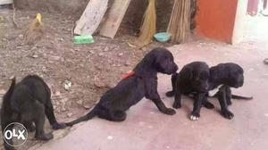 Janwal pashmi dog puppy sell
