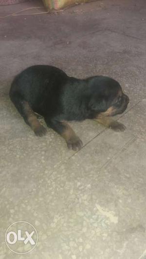 Jarman shafered female puppys for sale