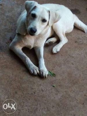 Lab for sale 6month female