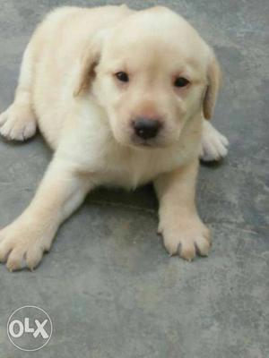 Labra female dog for sale imported mother and