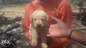 Labrador Female Available