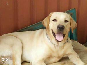 Labrador male available for crossing good quality