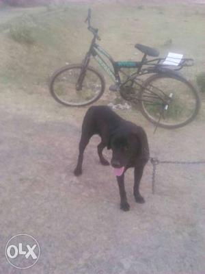 Labrador mix dog fine condition the price is