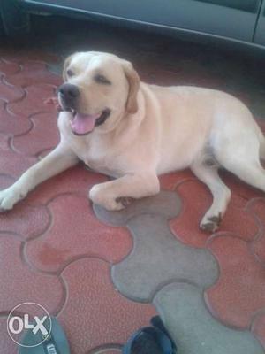 Labrador only matting not for sale