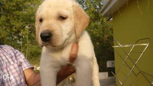Labrador puppies available for sale very active