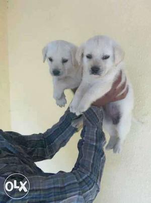 Labrador retriever puppy(male)