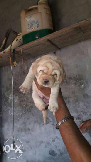 Labrador super quality puppies at very lowest