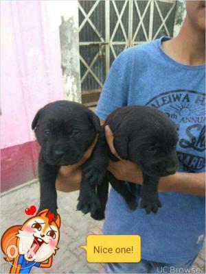 Labrador z black puppies available