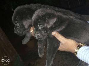 Lad puppy available good puppy available