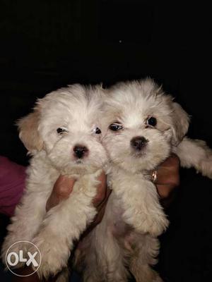 Lash also White Puppies male and female very cute heart