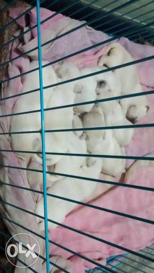 Litter Of White Puppies