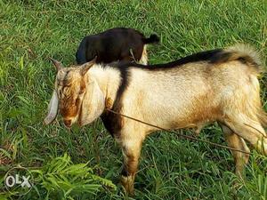 Male goat. beatel