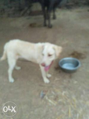 Male labradogs creem color 12month old active & FAST