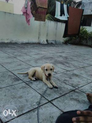 Male labrador pure breed 3 months