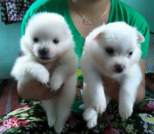 Mind blowing quality German spitz pups ready to sell.