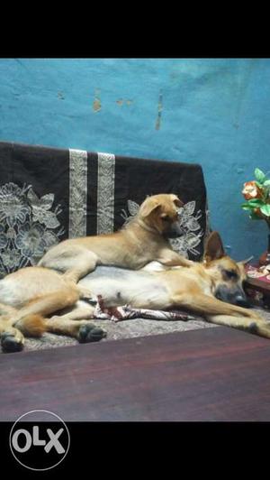 Mix Gsd pups 2male together