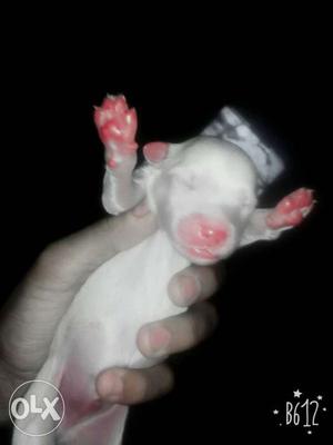 Newborn White Short Coated Puppy