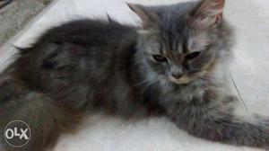 Nice Apple FAC female and male kitten very