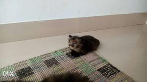 One month female per shion cat