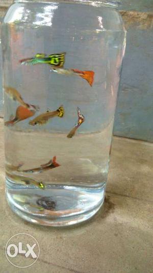Ordinary guppy * different colours * healthy *