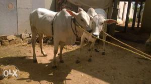 Original ongole breed cows and bulls