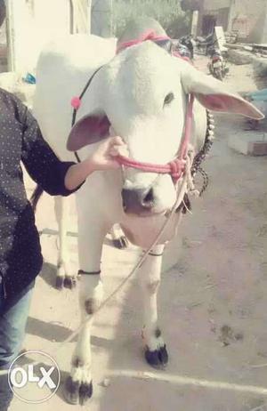 Original ongole bull buteyfull