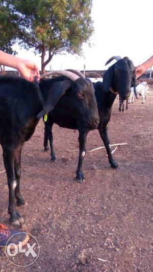 Osmanabad Goats for sale