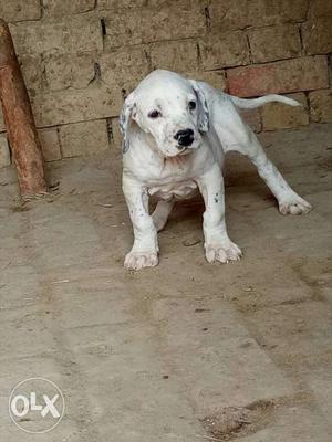 Pakistani bully Kutta pup for sale Father mastu