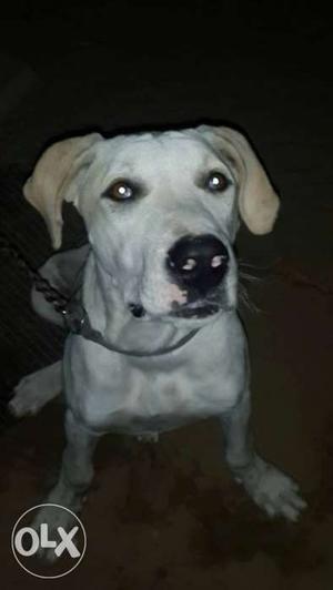 Pakistani bully dog 5 month old exchange with jarman and