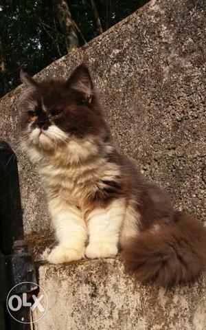 Persian cat 6 month old male heavy quality high