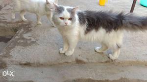 Persian cat bi colour 11 month proven male for