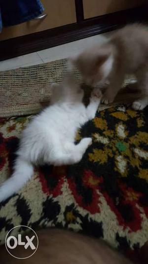 Persian cat kitten 2months old healthy and ready