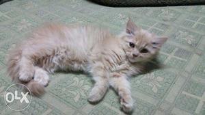 Persian cat male 3mnt old potty trained