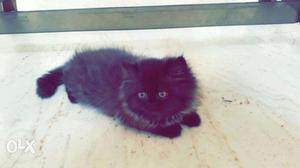 Persian kitten female 2.5 months old