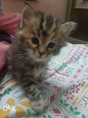 Persian kitten of 40 days for sale