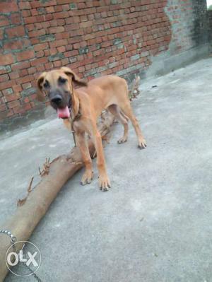 Pets greden female 3 month pure bread dogi name