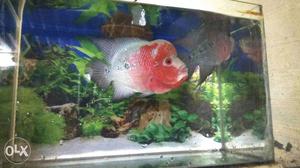 Pink And White Flowerhorn Fish