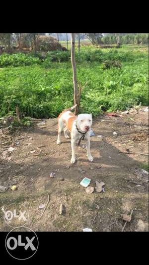 Pittbull male dog sale 1 year old malke abroad ka