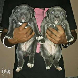 Pocket Size Blue American Bully Female Pup Sell