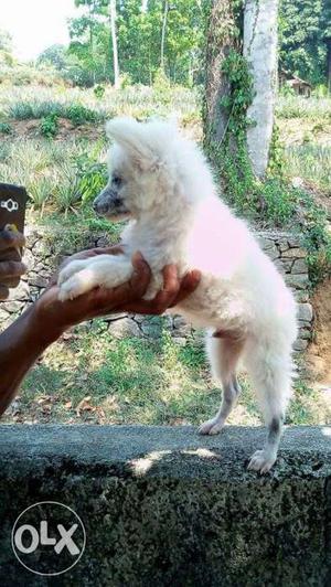 Pomeranian dog for sale